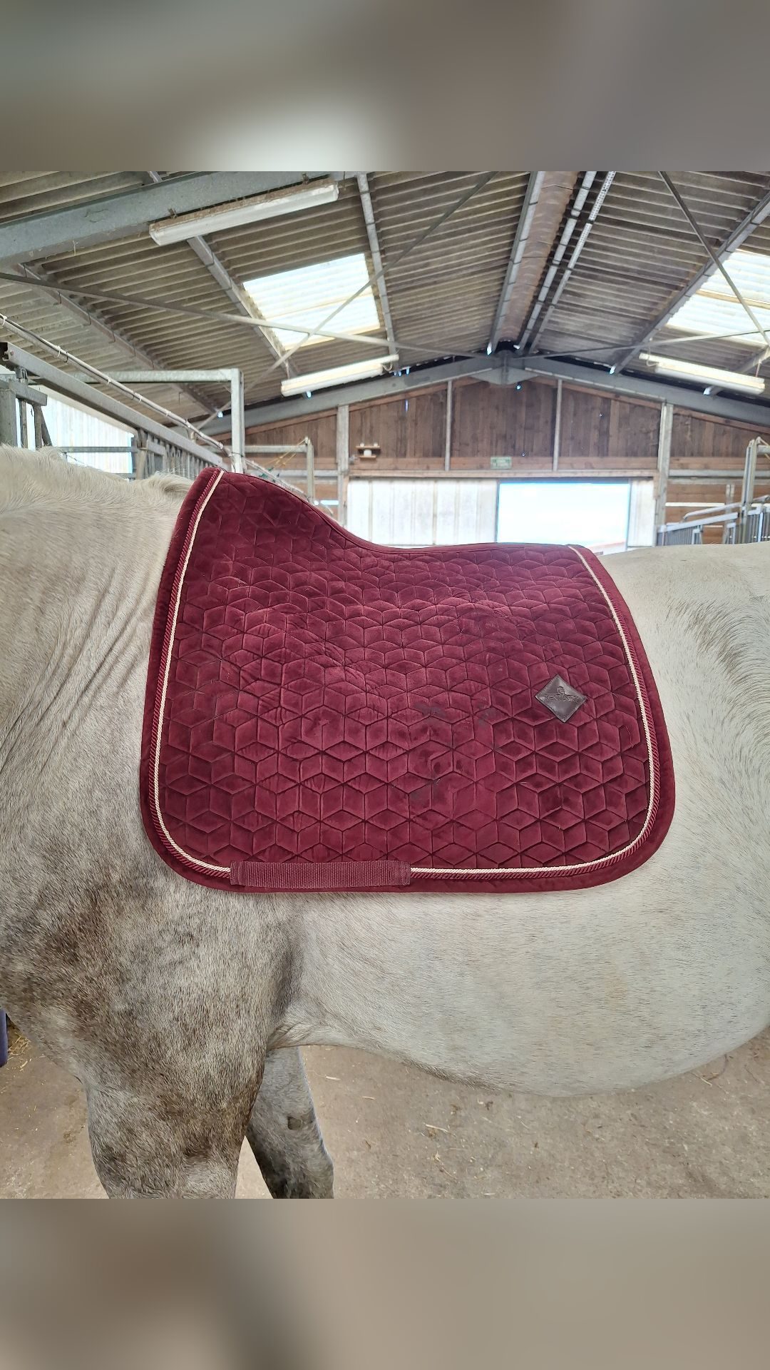 Tapis Kentucky dressage bordeaux, média 2