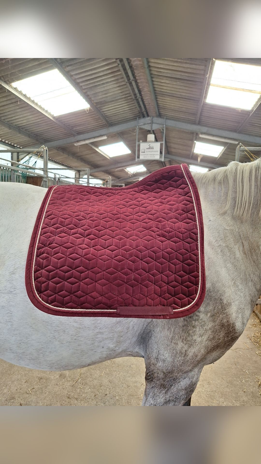 Tapis Kentucky dressage bordeaux, média 3