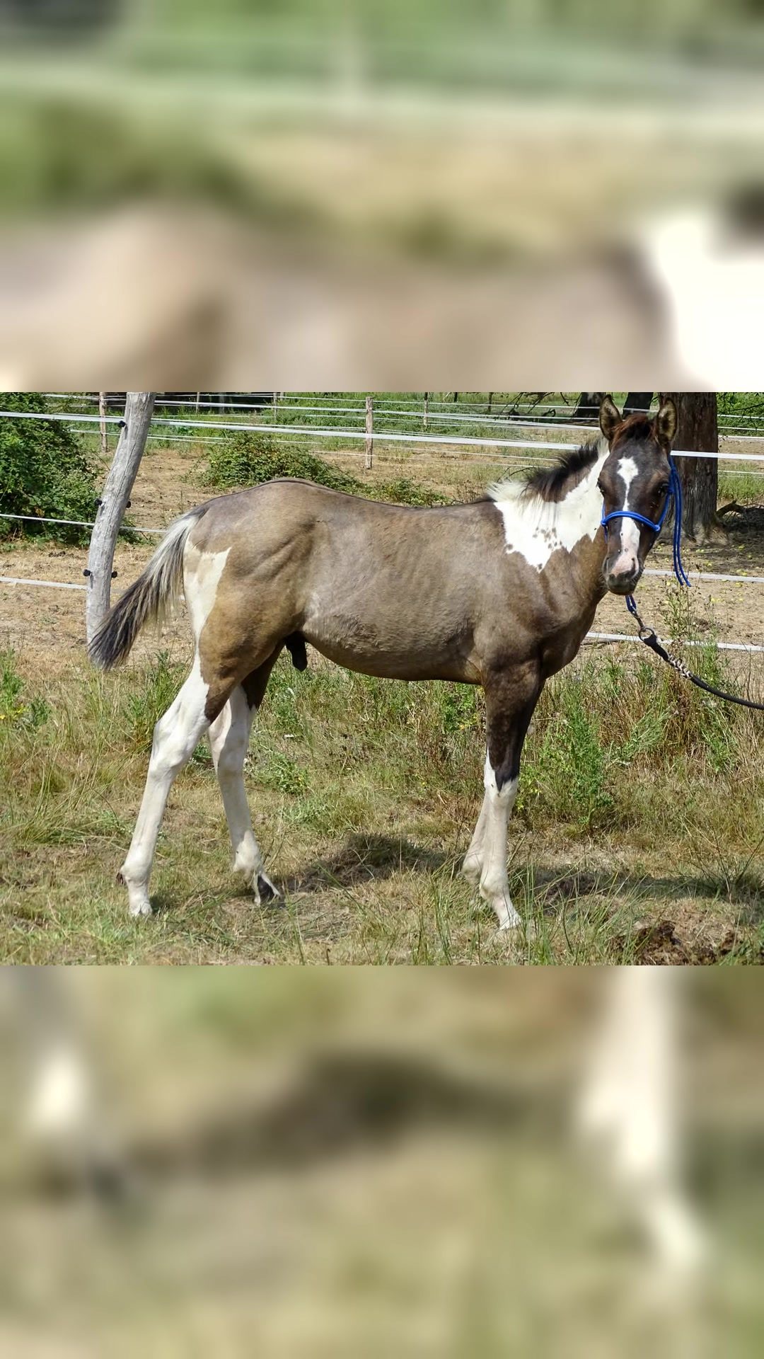 QUARTERBACK AS LUCK, média 4