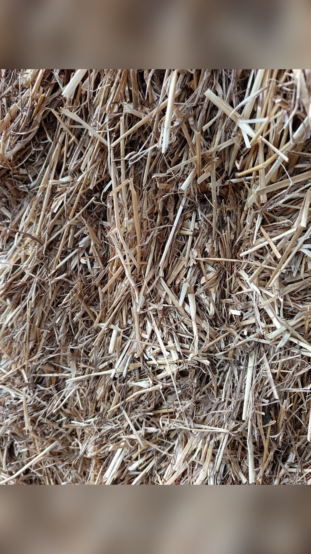 Paille de ray-grass, média 2