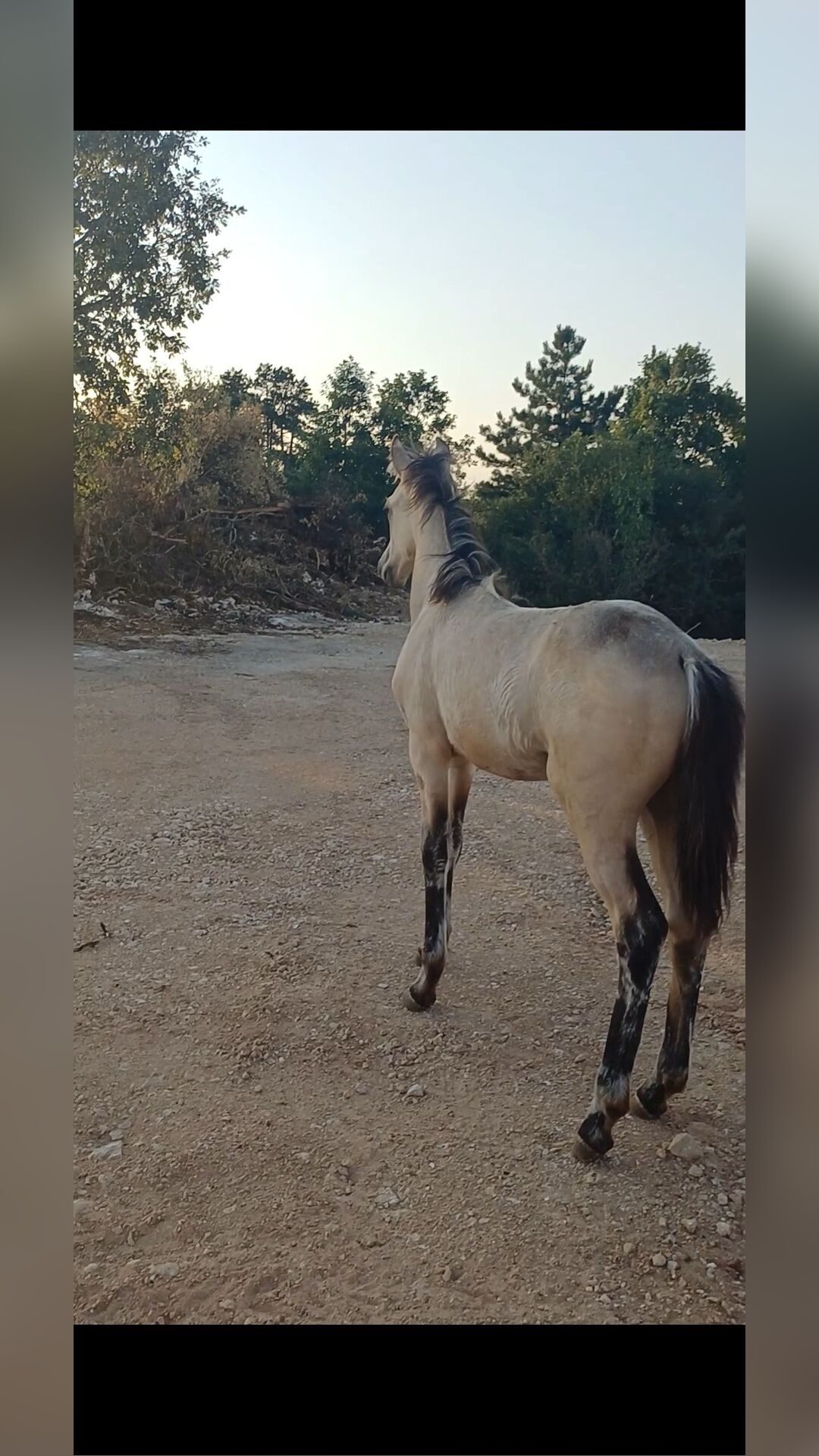 POK DU RIAL, média 2