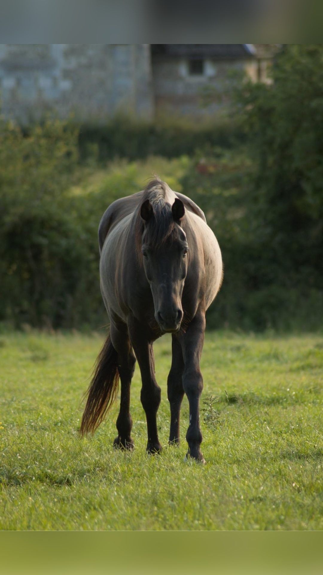 Pension De chevaux, média 2