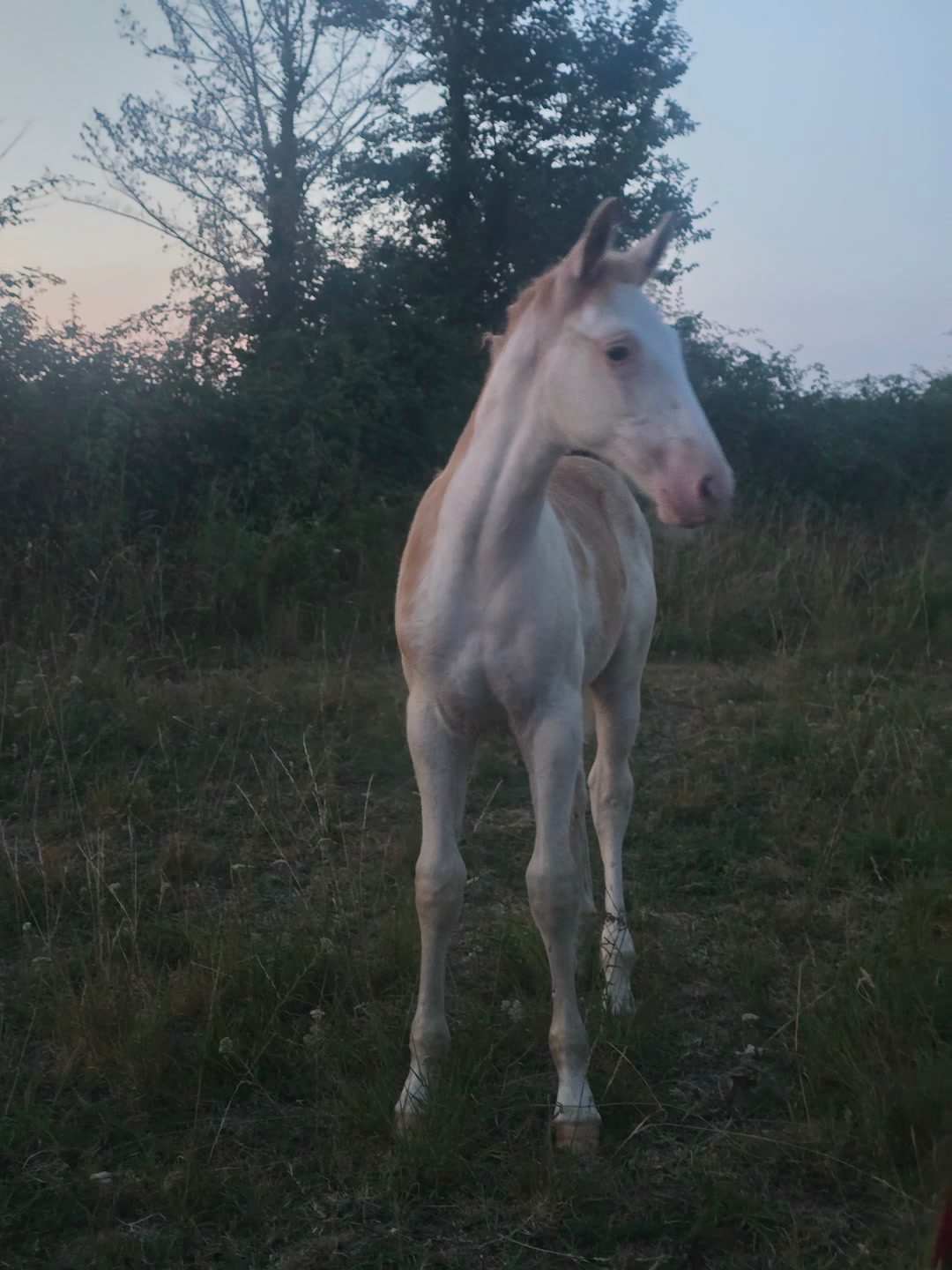 QILBY ELDORZEA, média 3