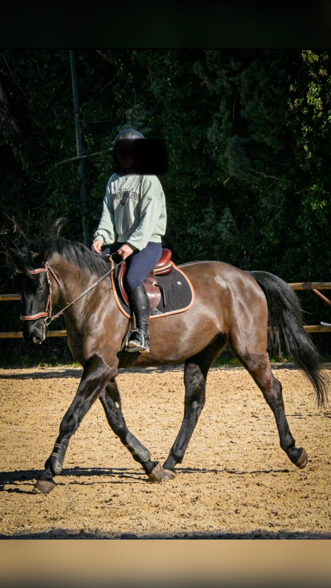 HORTOBAGY NONIUS 80 BABON (HUN), média 2