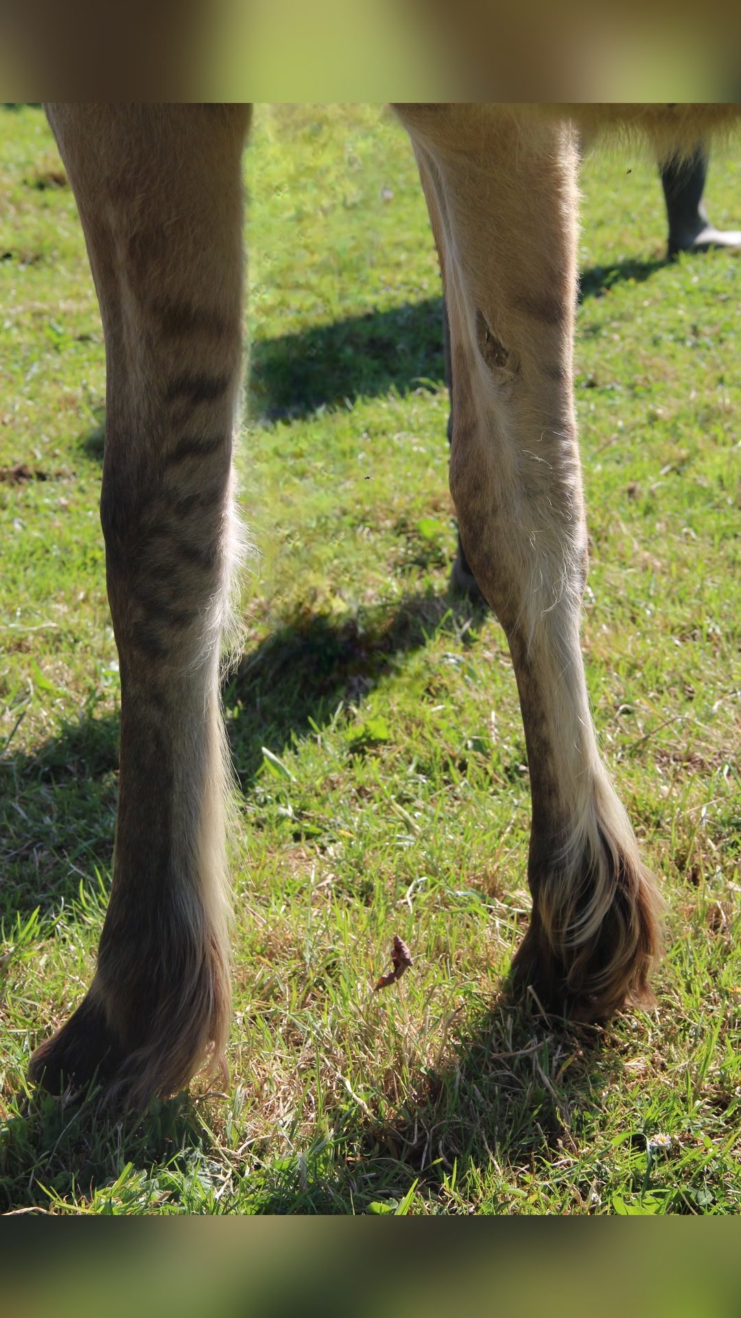PLUME, média 2