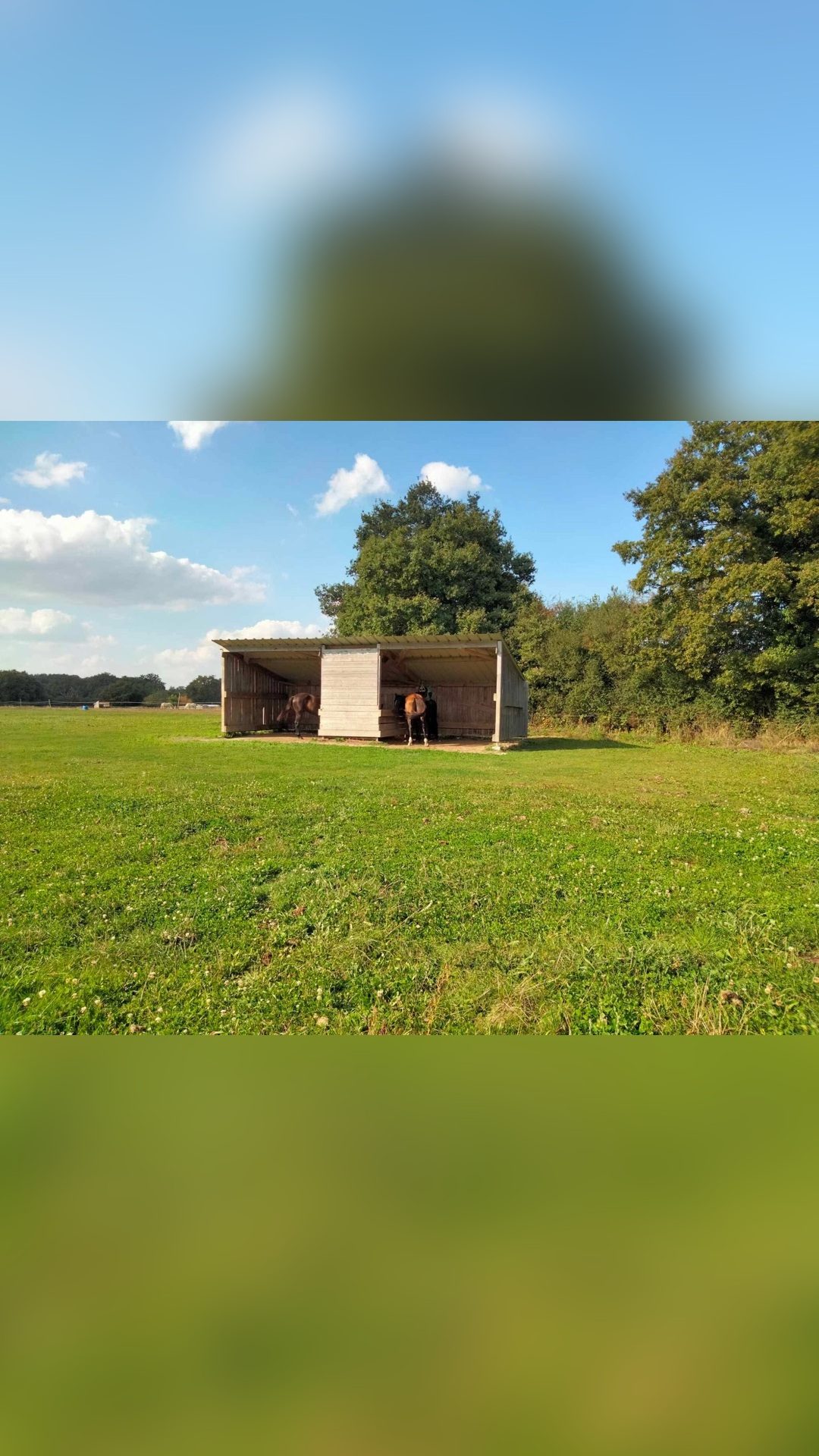Pension en troupeau proche Cholet limitrophe 44 49 85, média 3