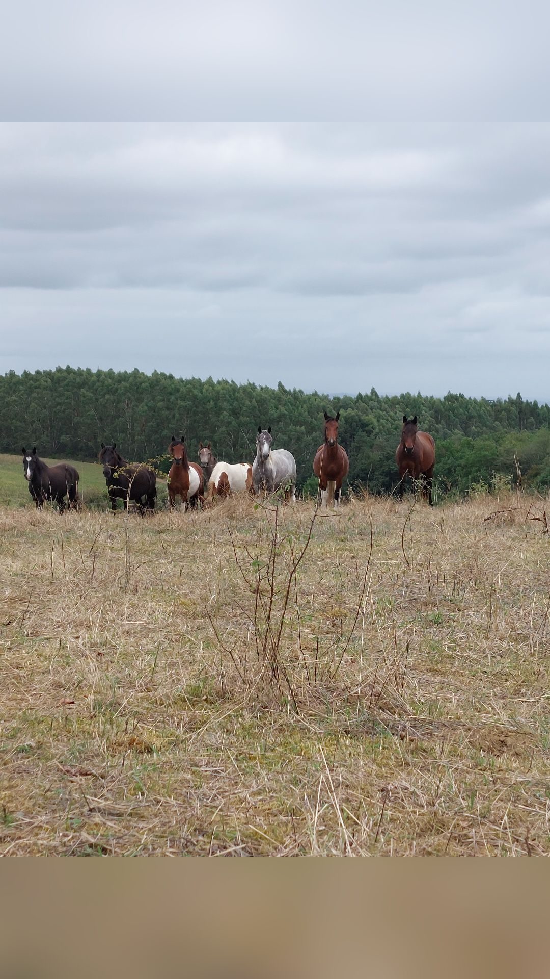 NEVADA DE CALAS, média 9