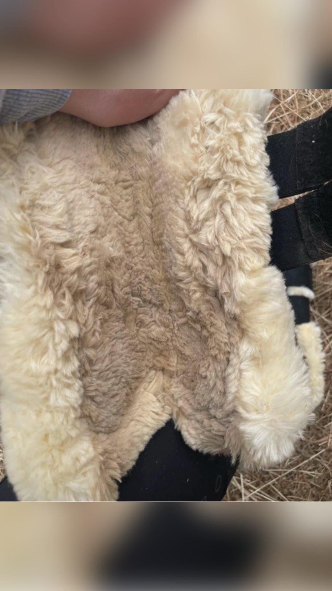 Guêtres mouton, média 3