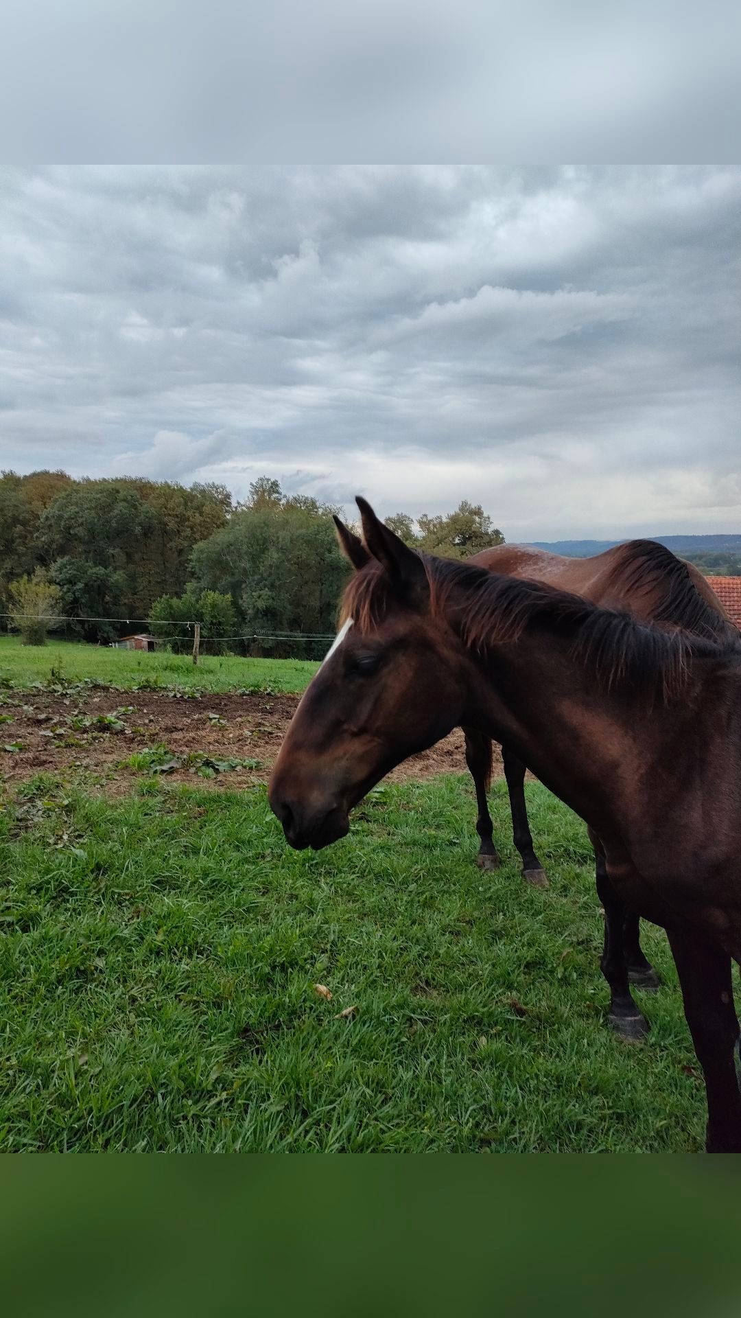 PEACH DE MONREJEAU AA, média 5