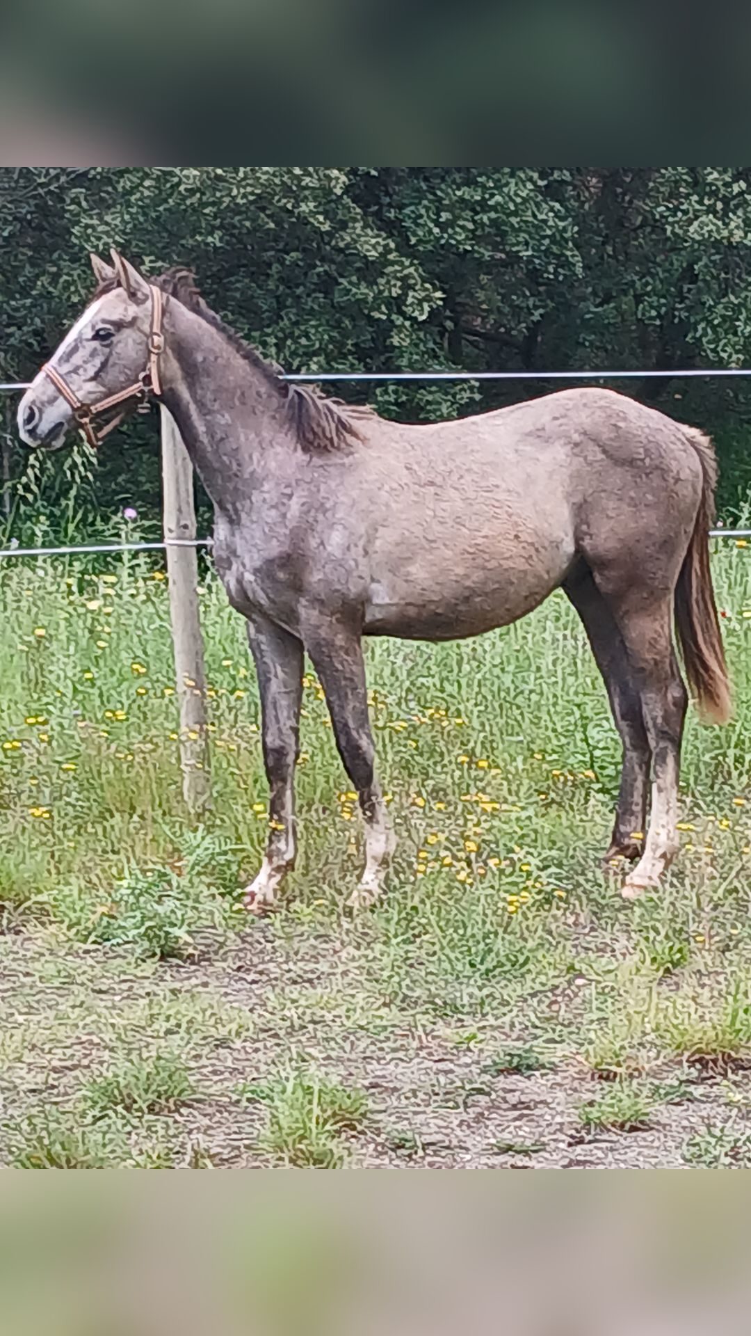 ODIN D'OCOA, média 2