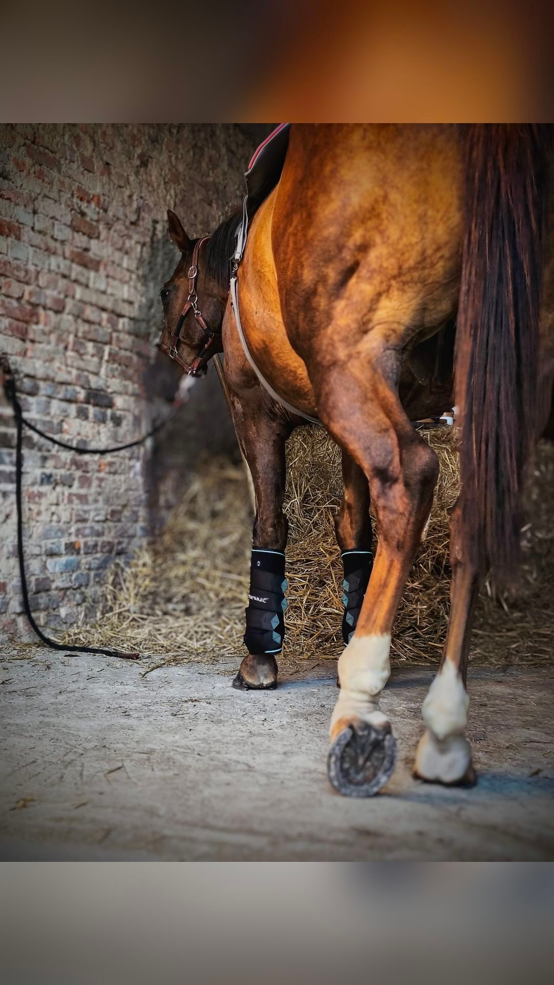 Lou Cooper Equi-services, média 7