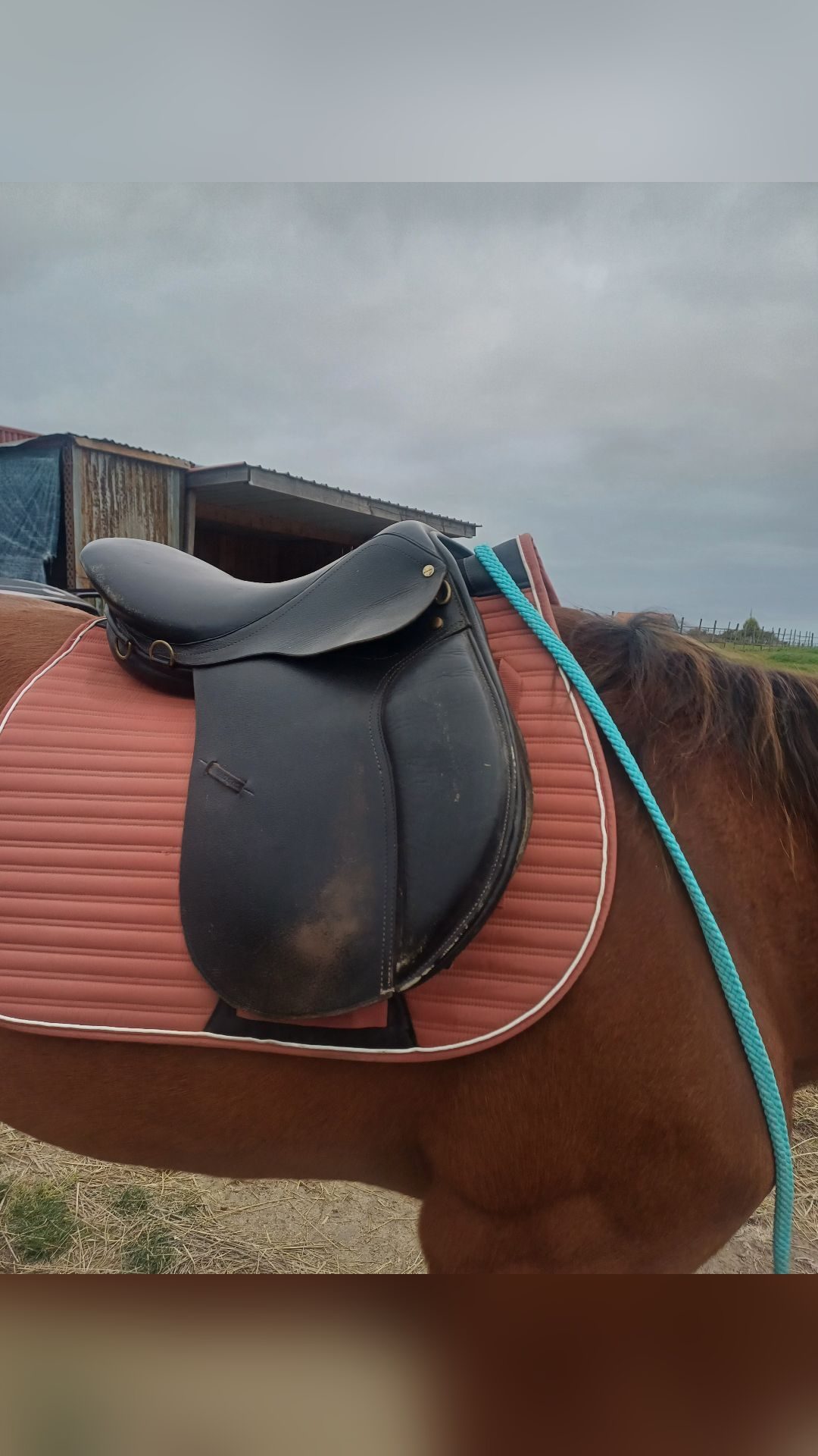 Selle noir, média 2