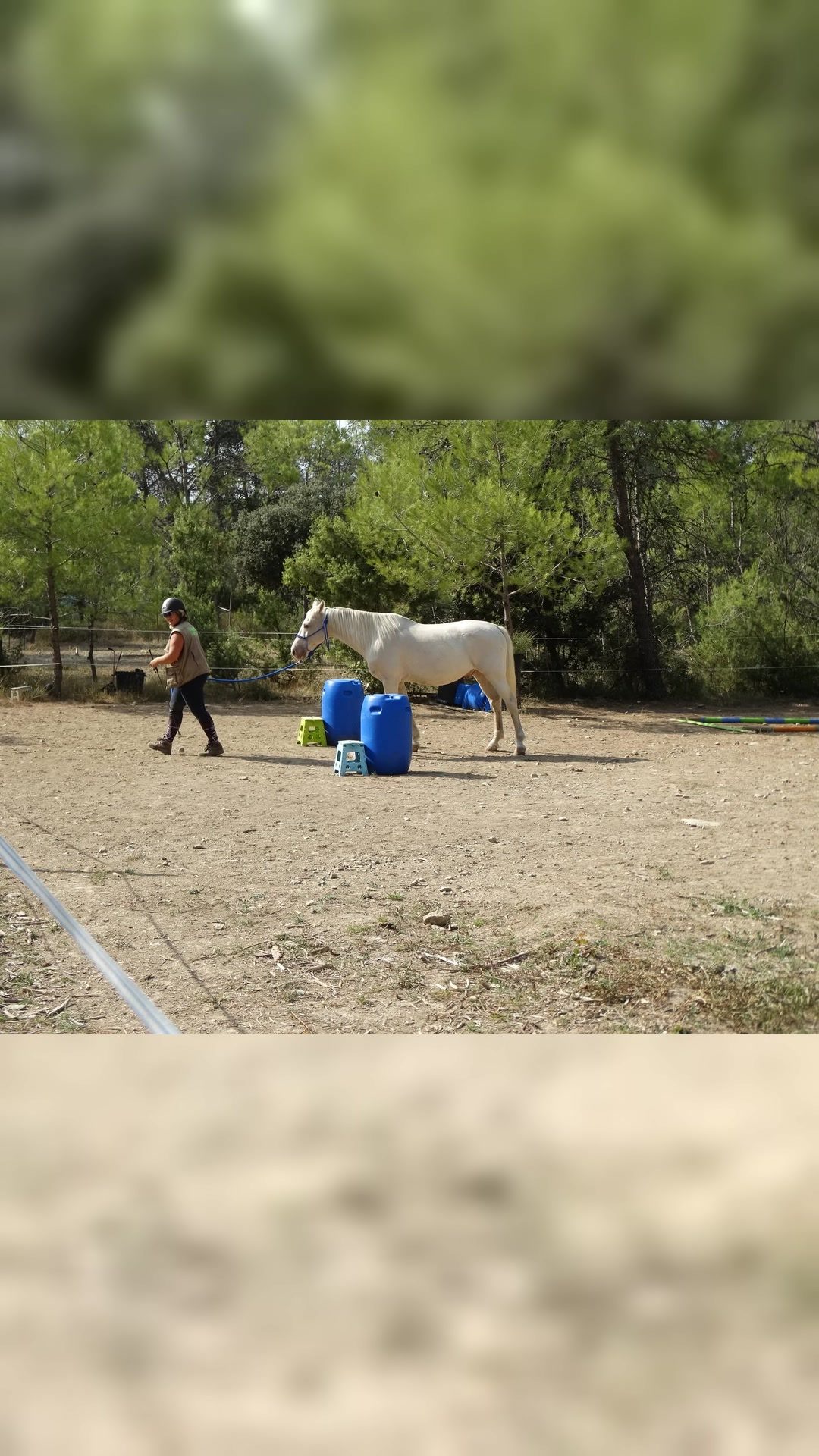 Coach et comportementaliste equin renforcement positif, média 8