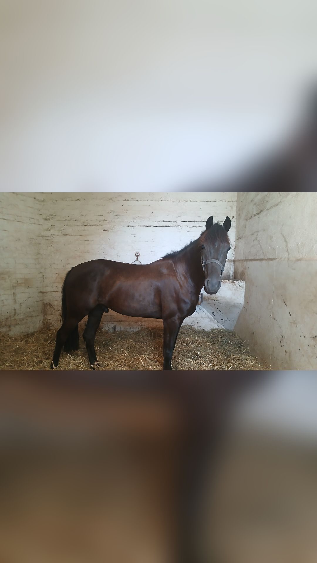 PRINCE (BEL), média 4