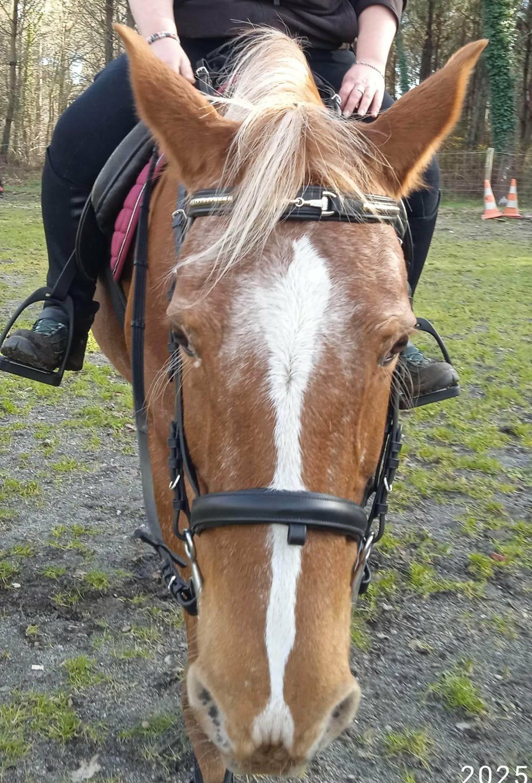 Bridon clincher taille cob, média 2