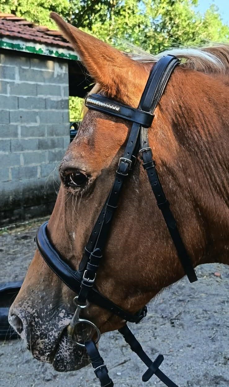 Bridon clincher taille cob, média 3
