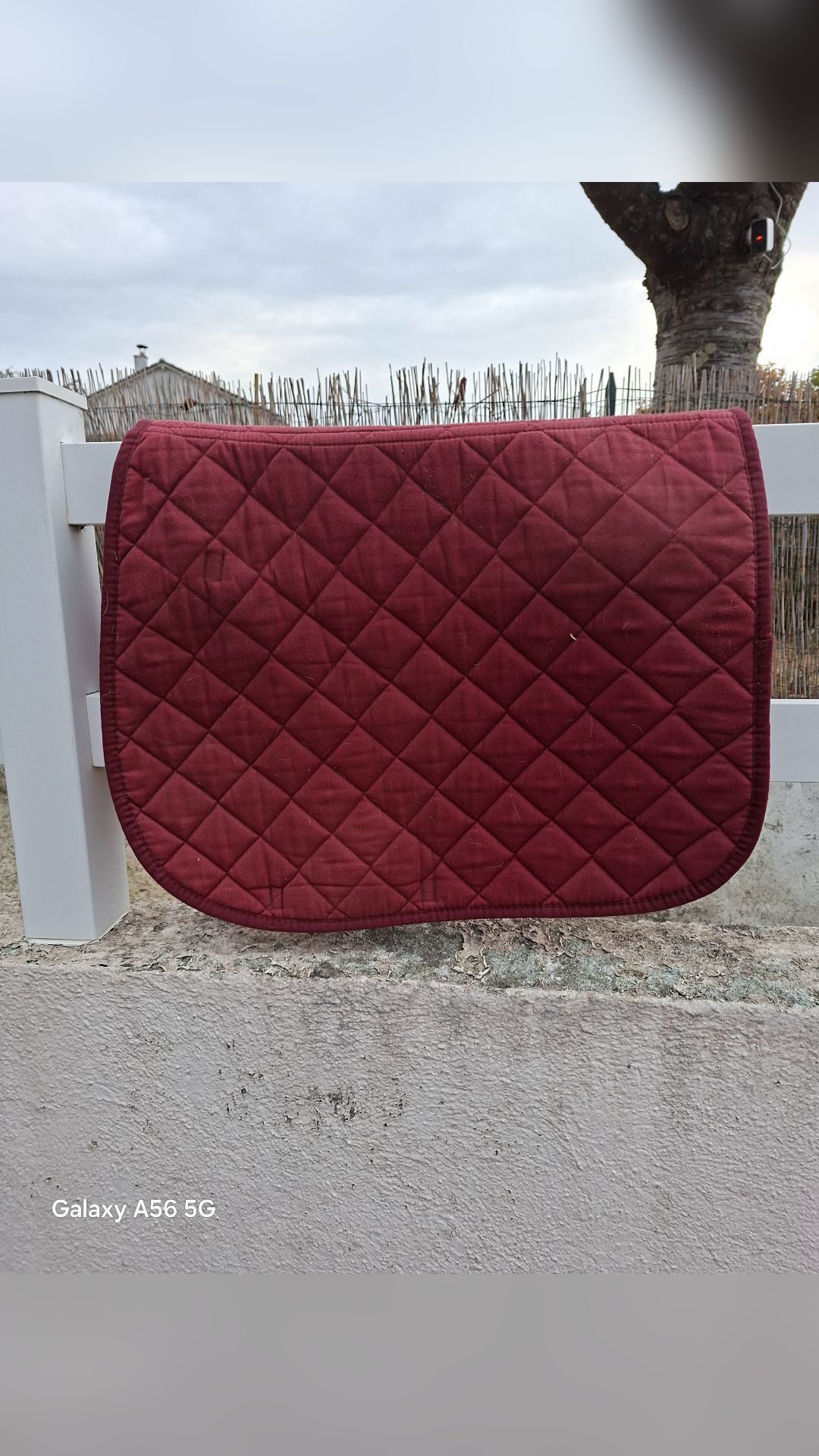 Tapis de selle poney, média 2