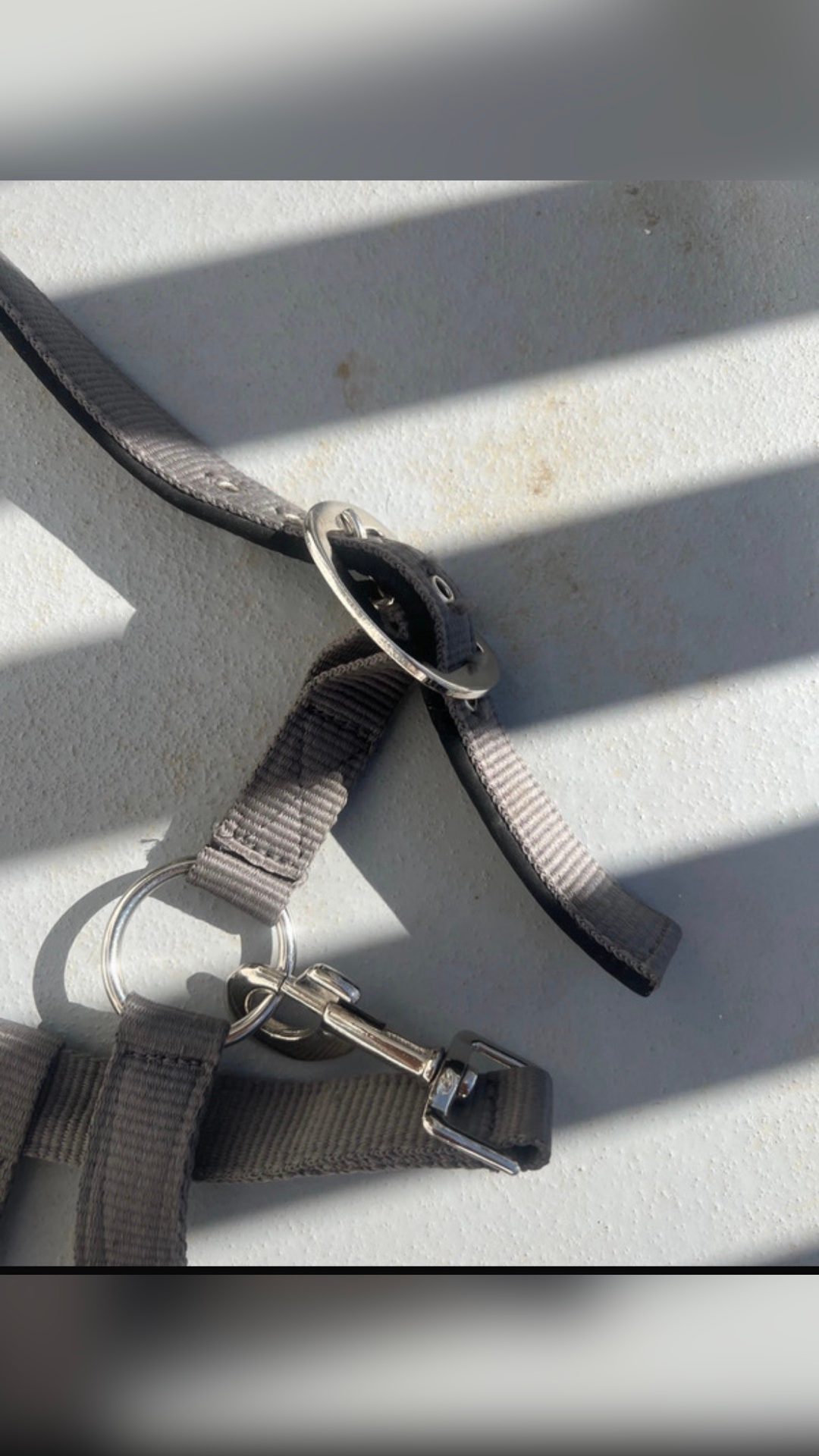 Licol gris avec longe, média 2