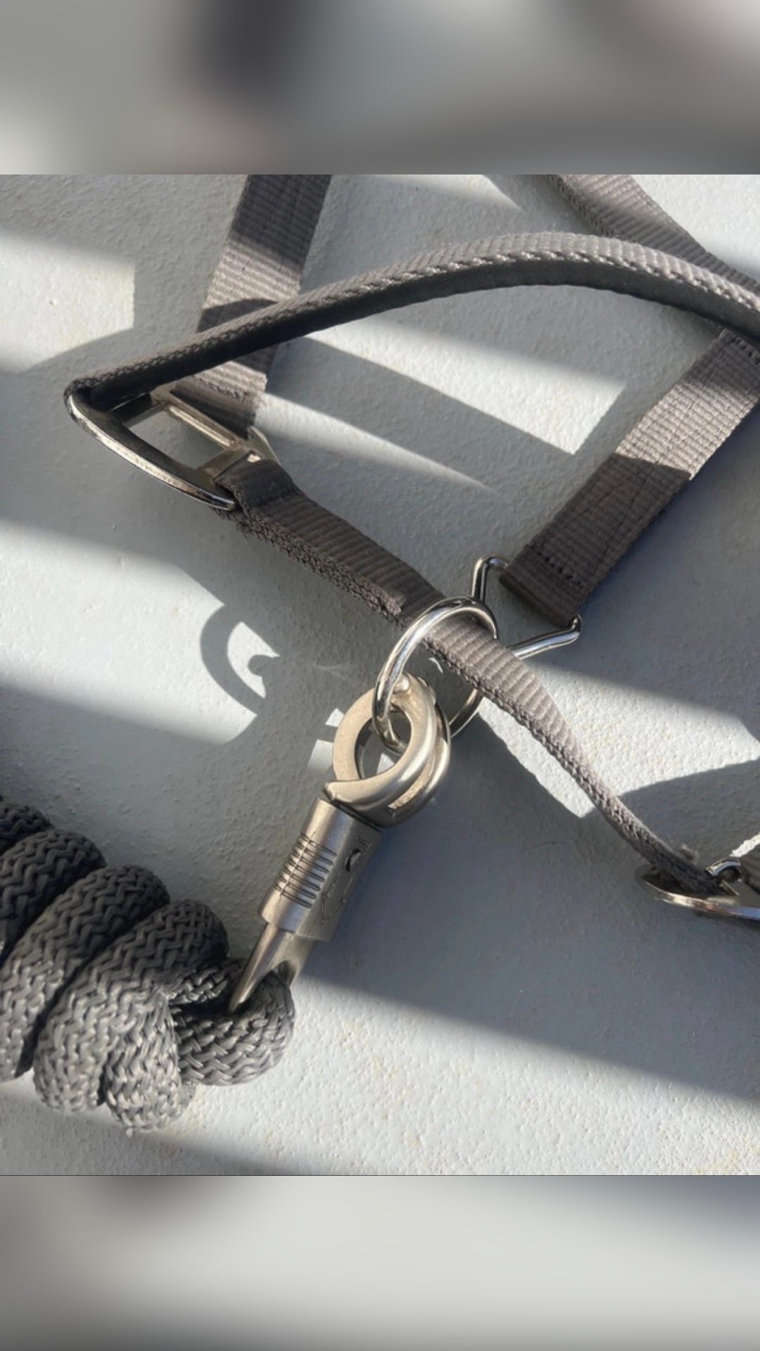 Licol gris avec longe, média 3