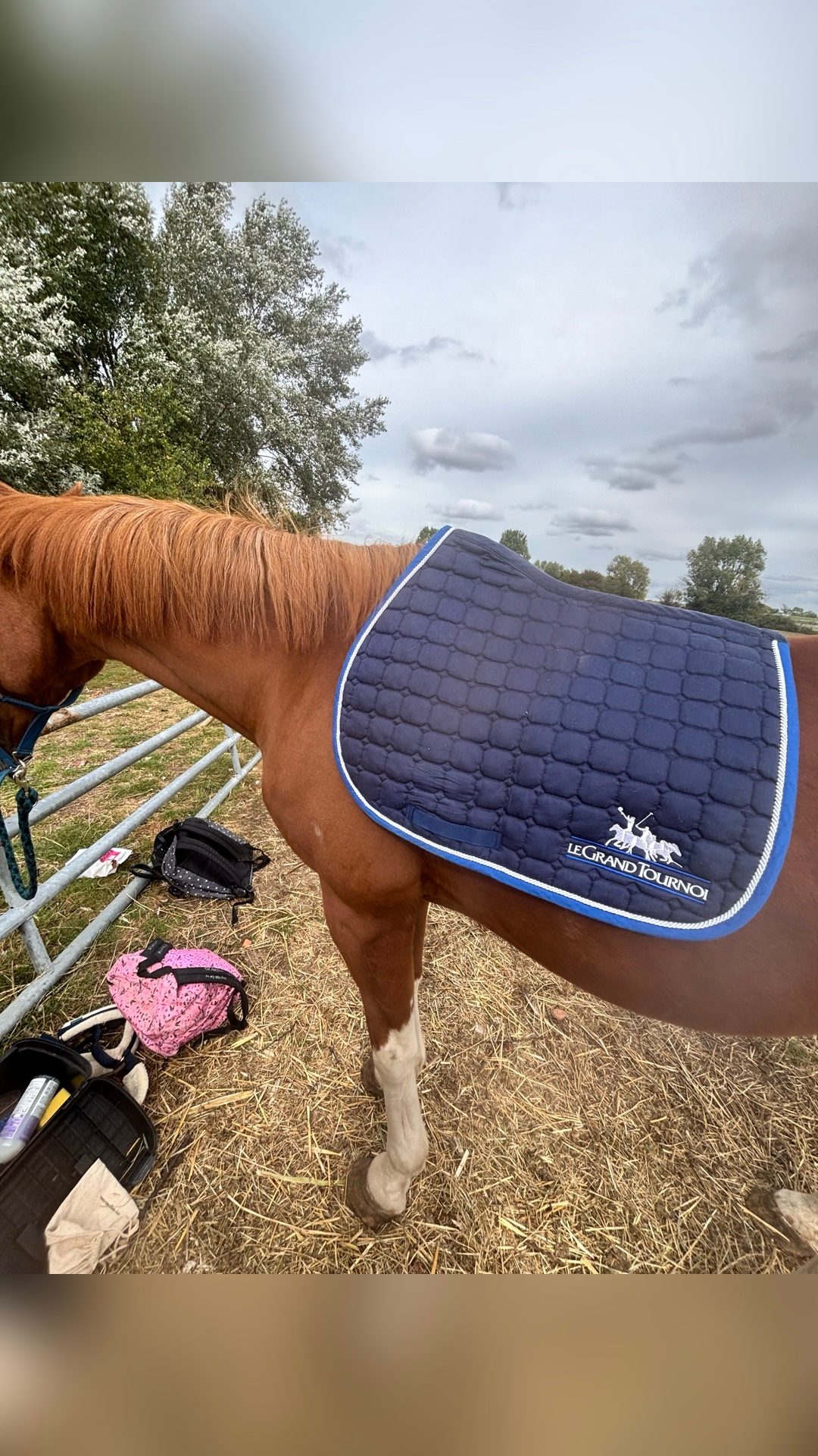 Tapis Lamotte Beuvron, média 2