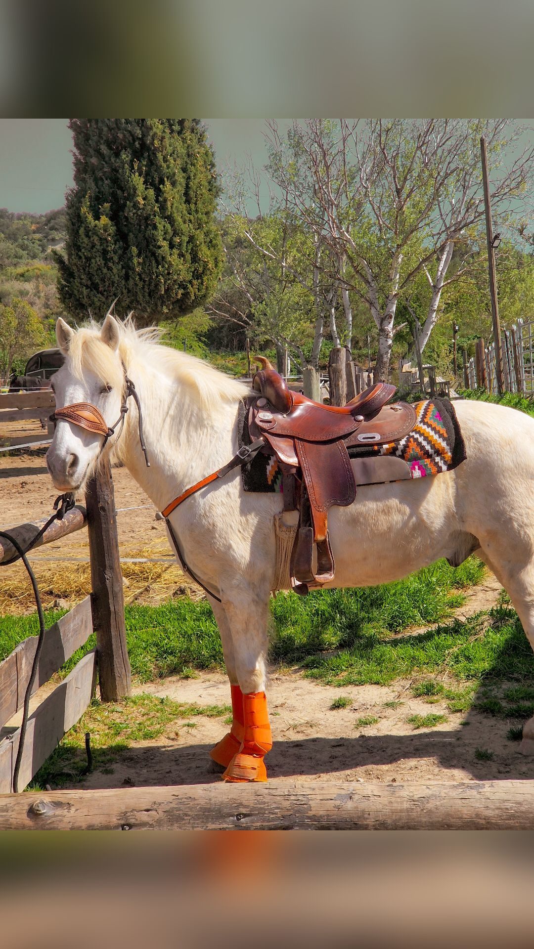 Tapis Western, média 2