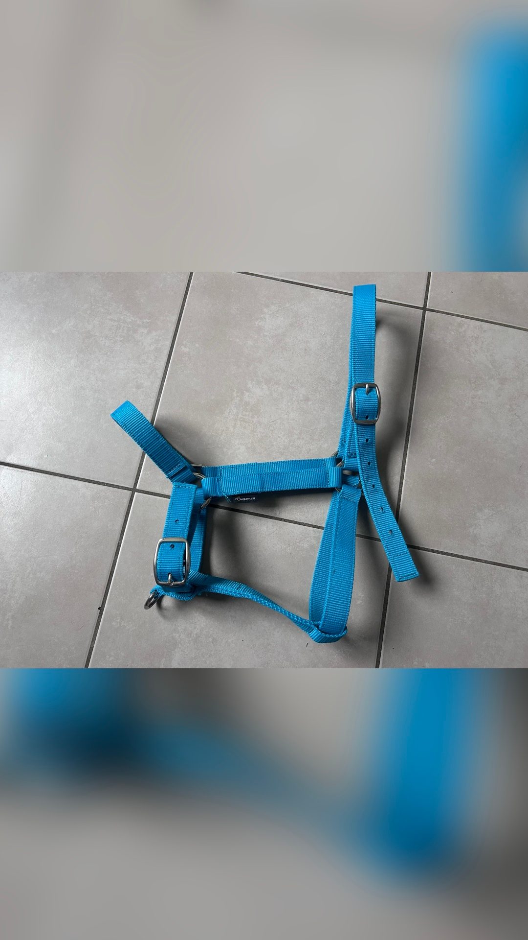 Licol bleu ciel, média 2