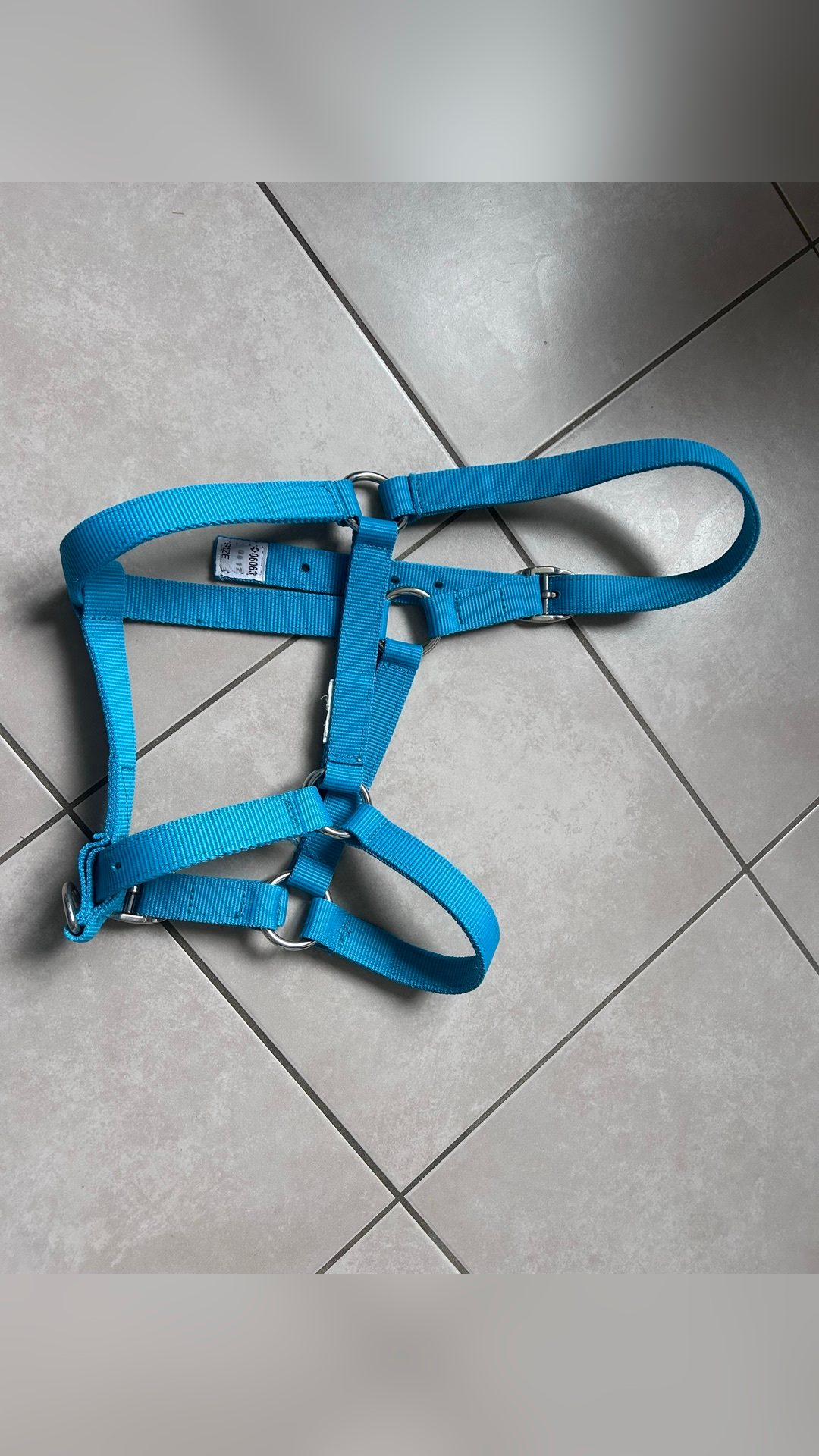 Licol bleu ciel, média 3
