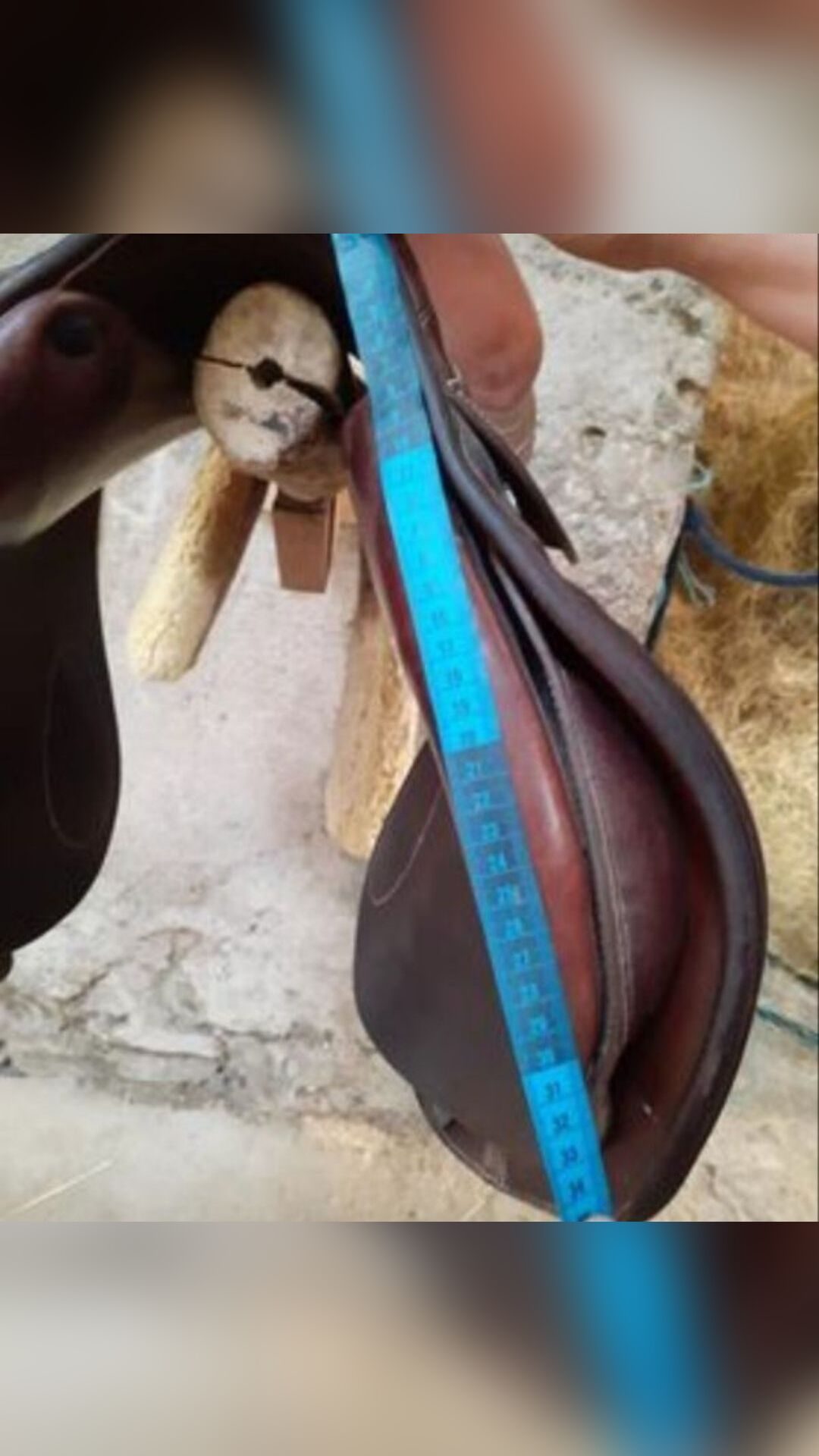 Selle de cheval, média 5