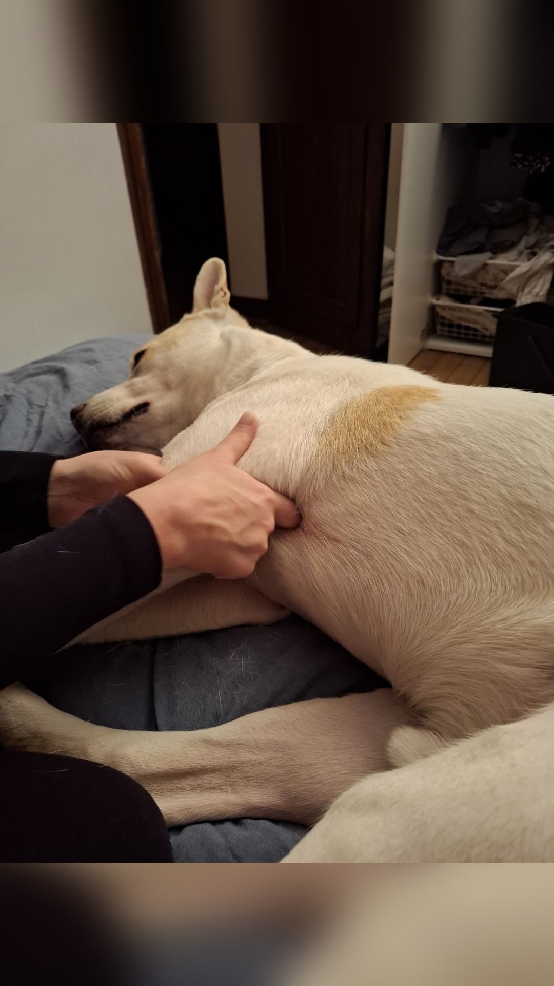 Bodywork equin et canin, média 4