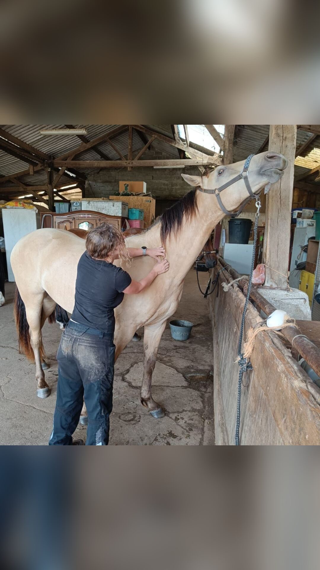 Bodywork equin et canin, média 2