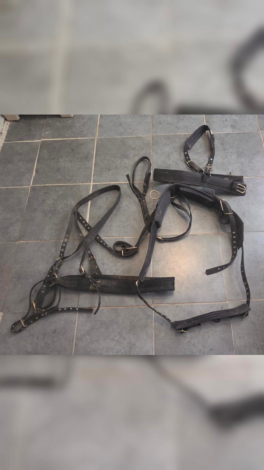 Harnais attelage cheval, média 2