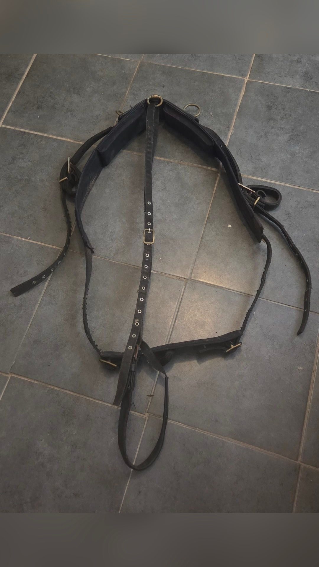 Harnais attelage cheval, média 3
