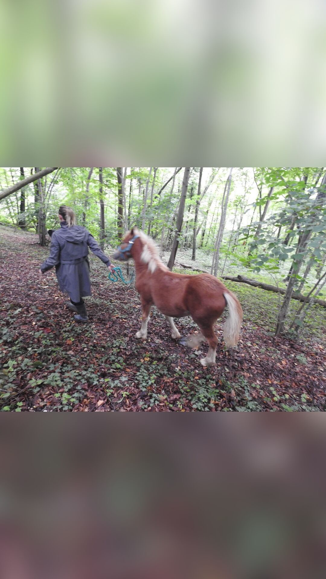 PELYPA CREPSOM, média 9