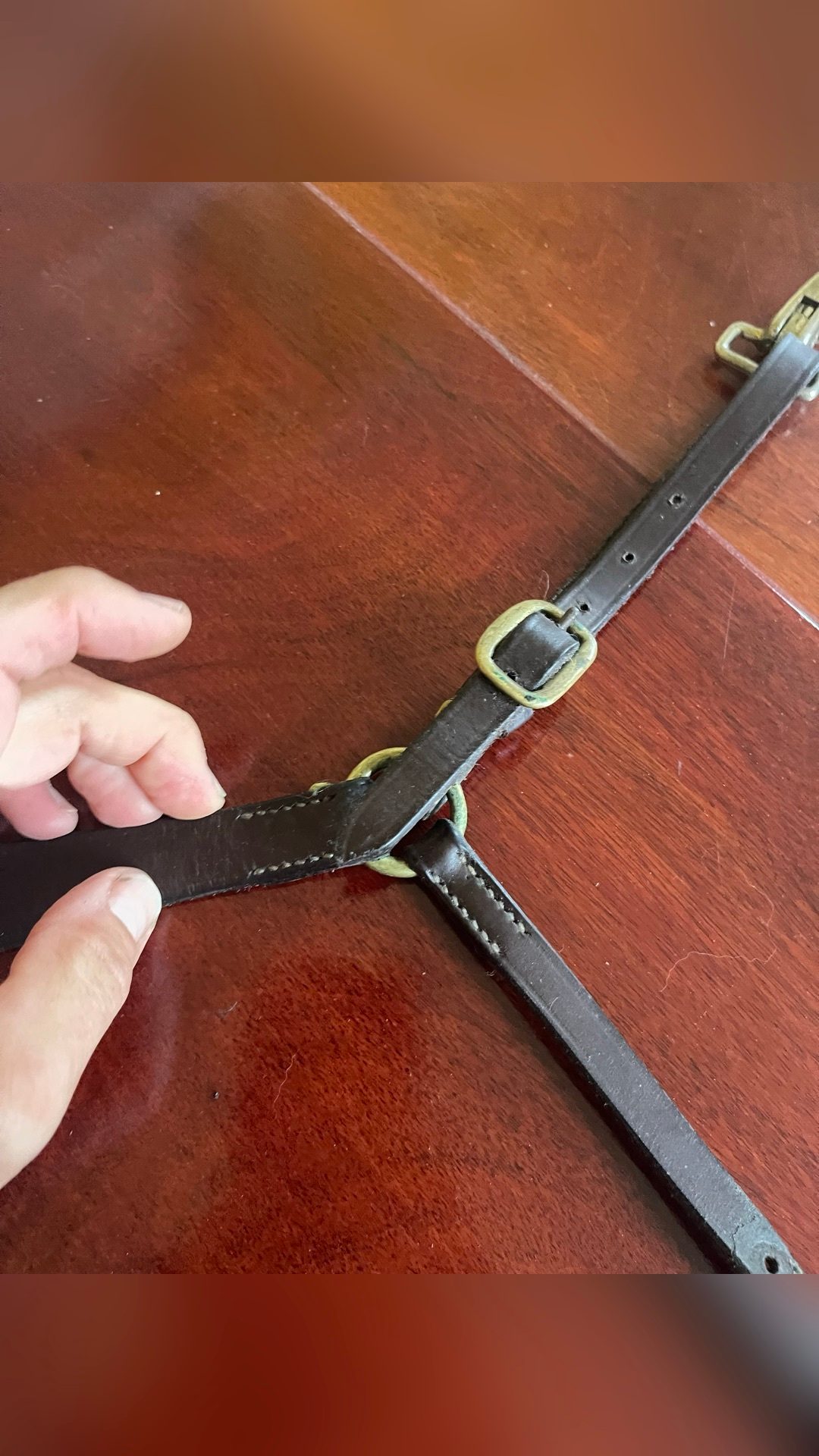 Collier de chasse Reynald, média 5