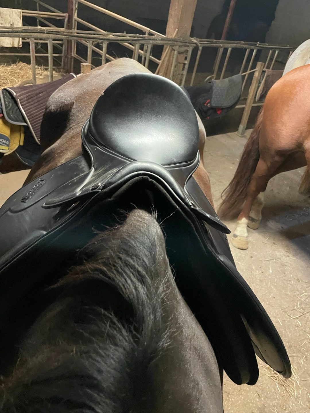 Selle Norton mixte 17´´, média 3