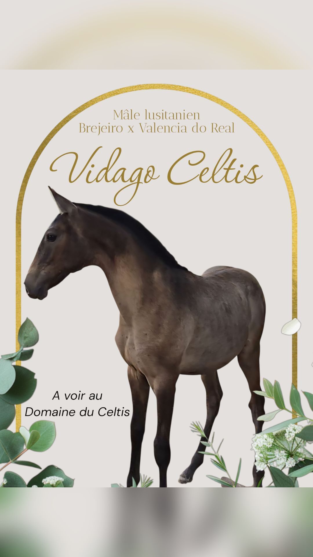 VIDAGO CELTIS, média 4