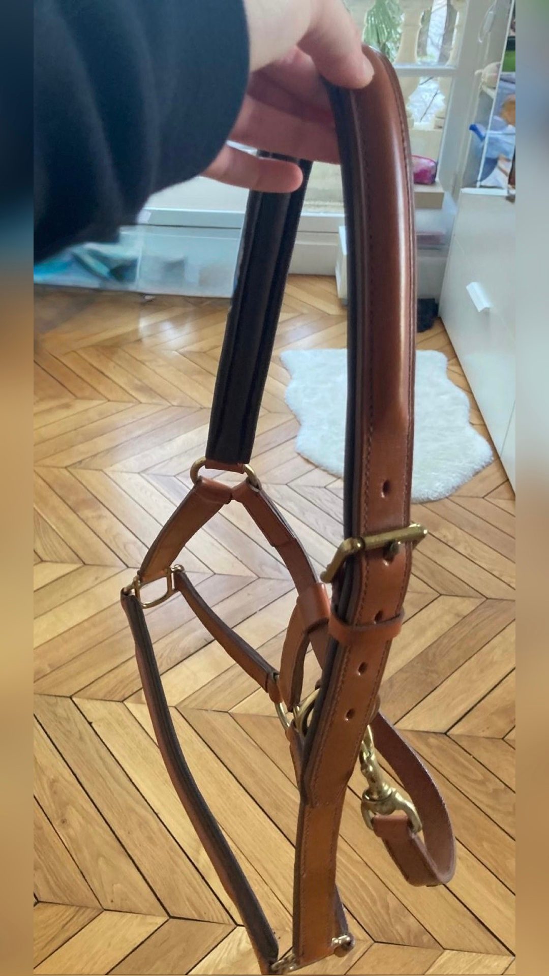 Licol et longe, média 5