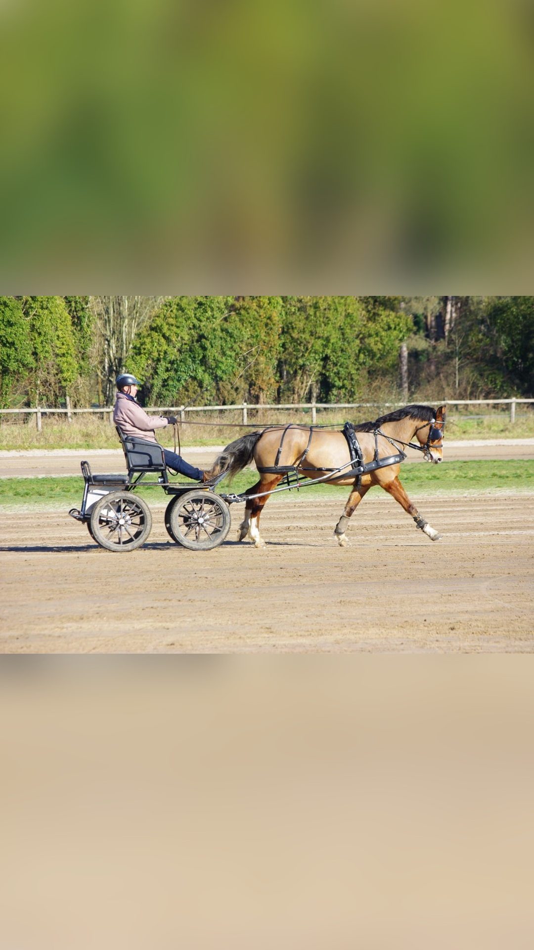 CARESSE DE MARLEMONT, média 5