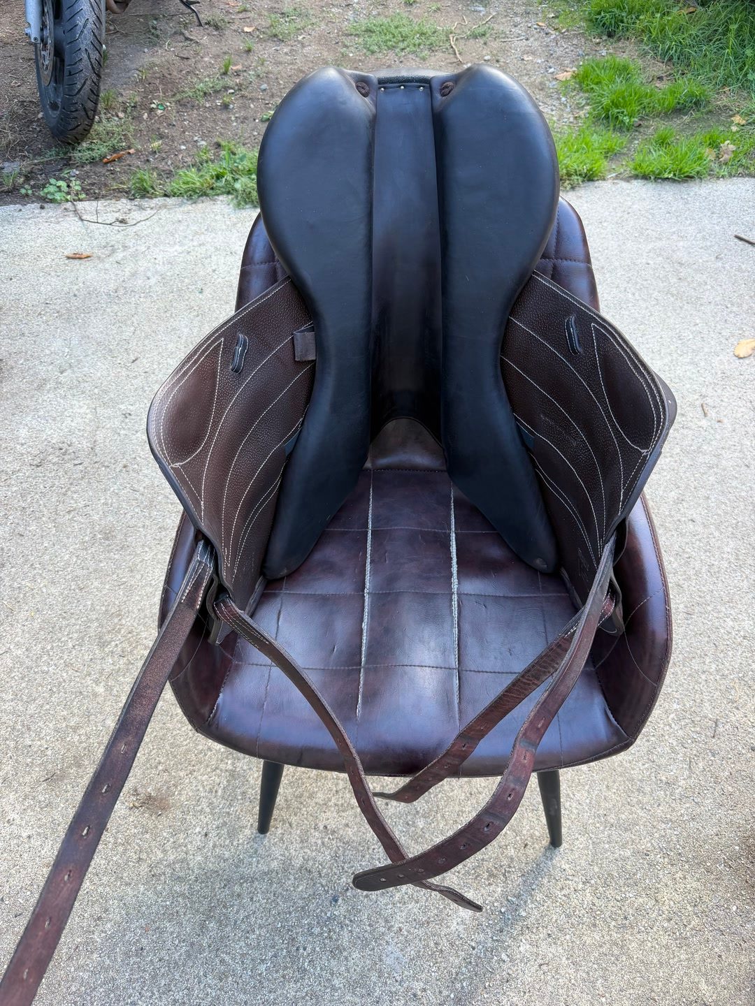 Selle forestier, média 5