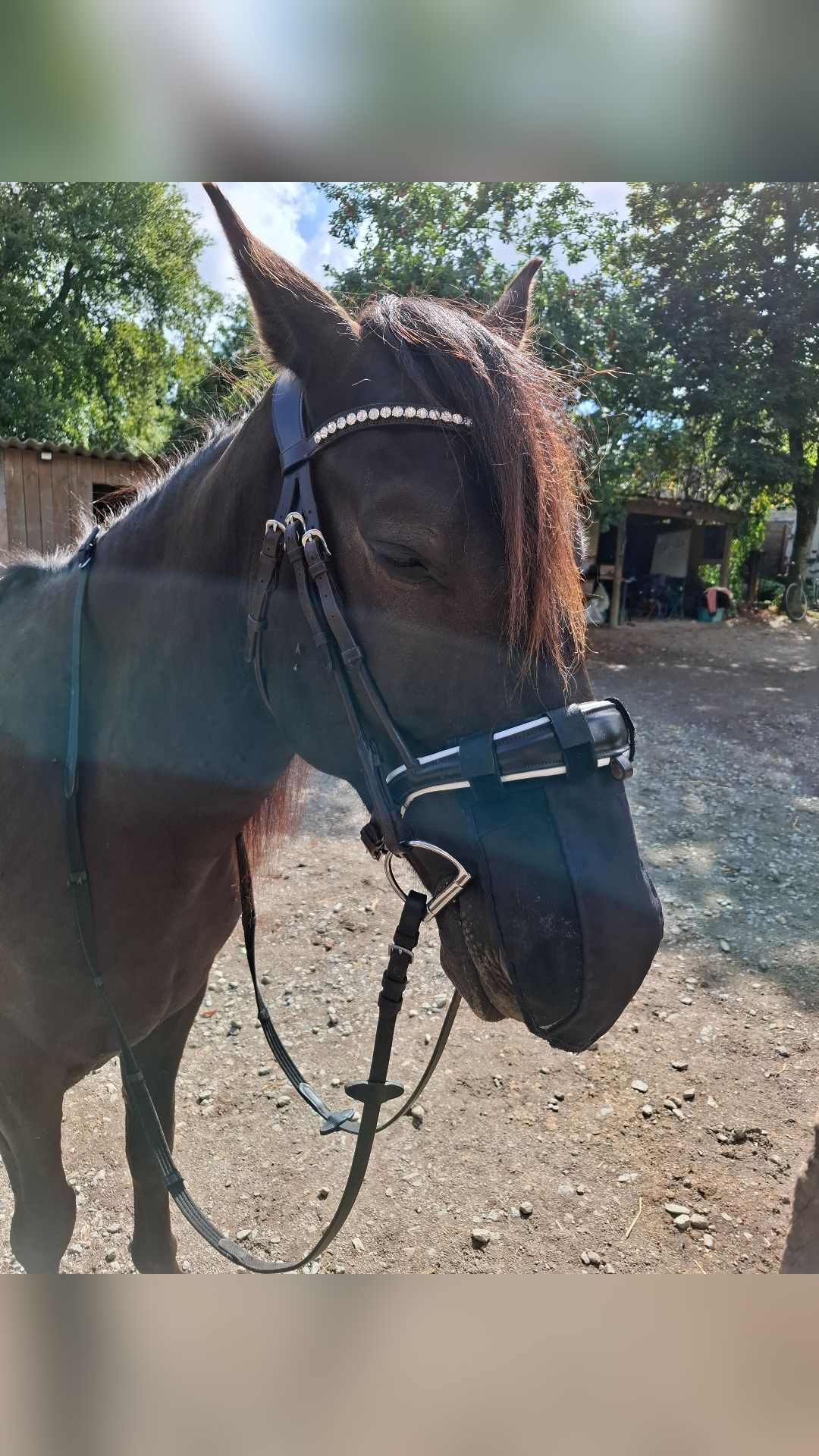 Filet/Bridon Poesia Acavallo Taille CHEVAL, média 2