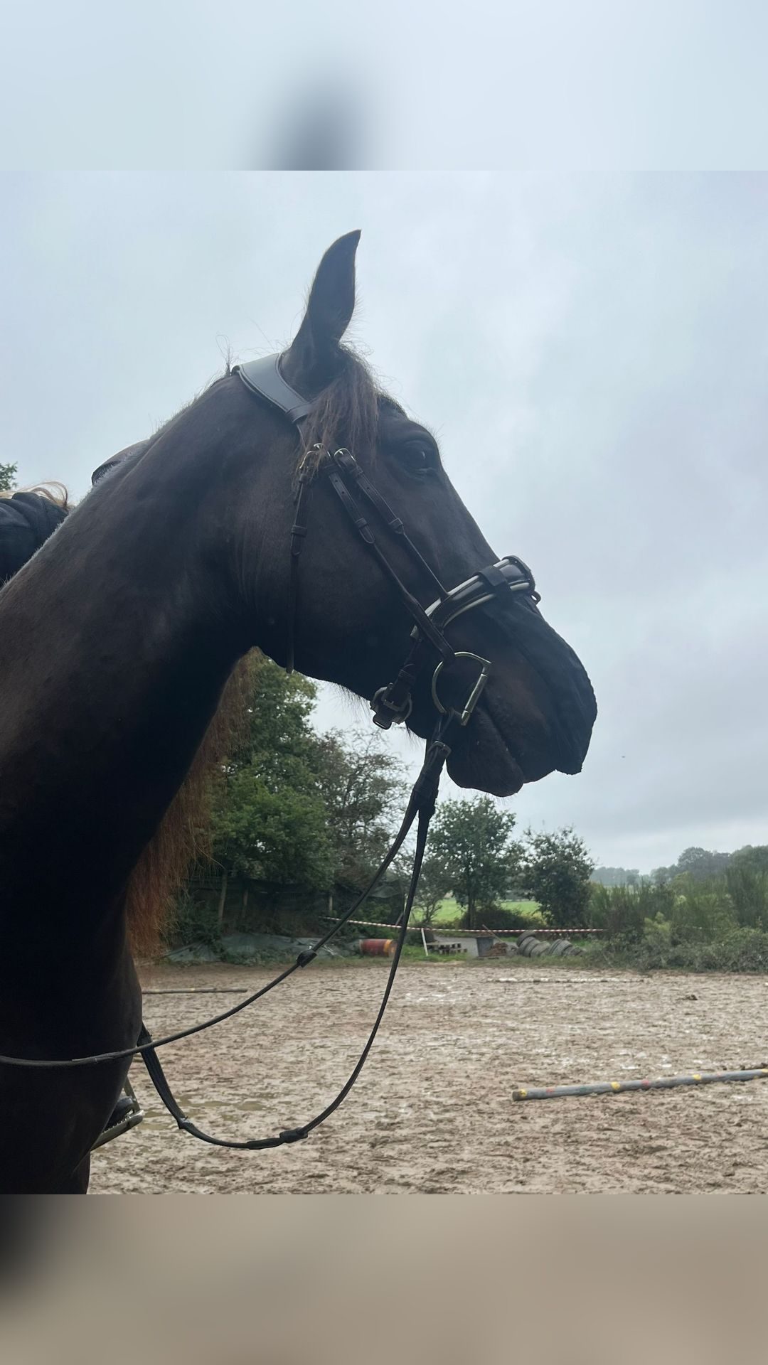 Filet/Bridon Poesia Acavallo Taille CHEVAL, média 3
