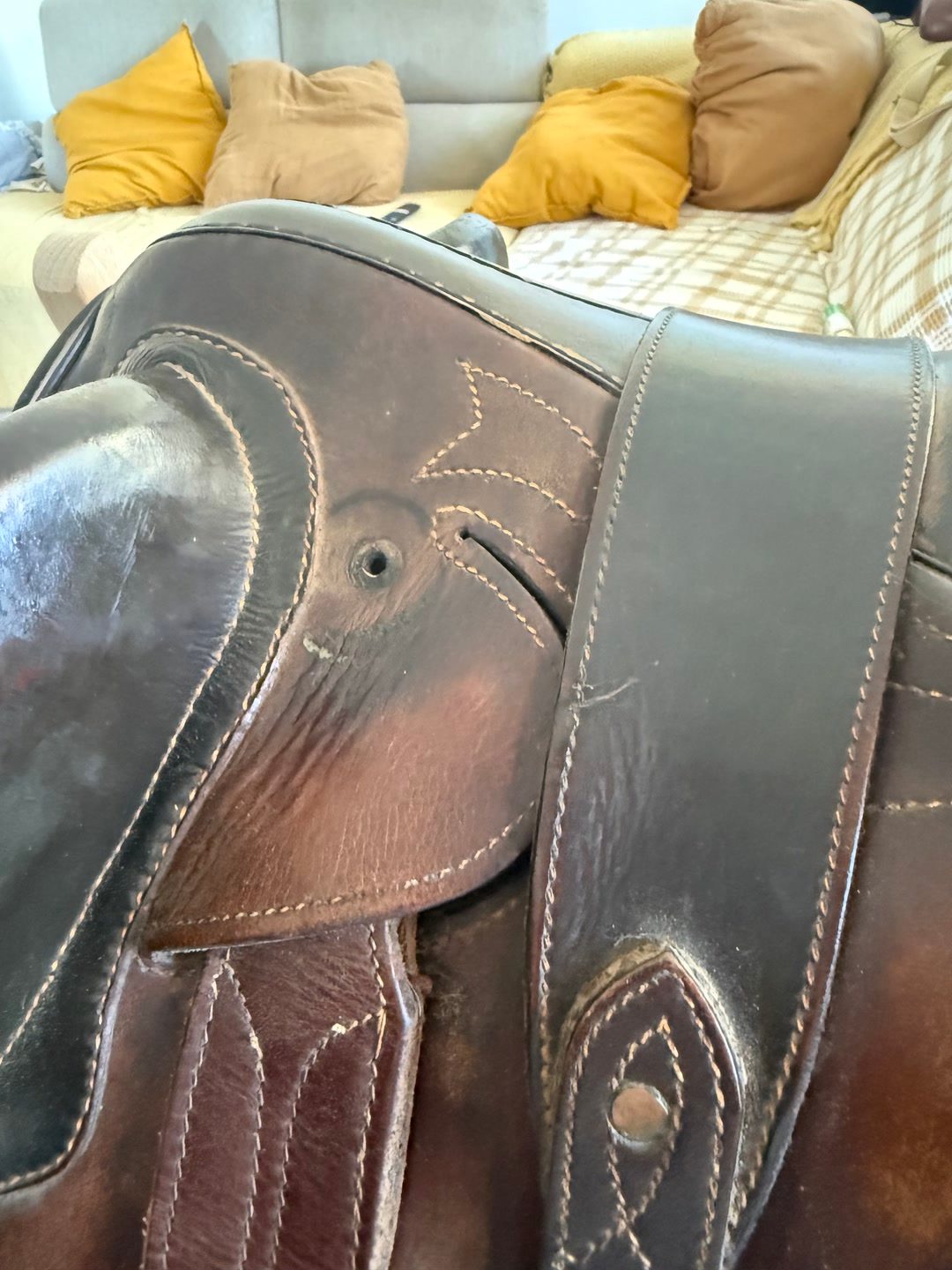 Selle australienne, média 5
