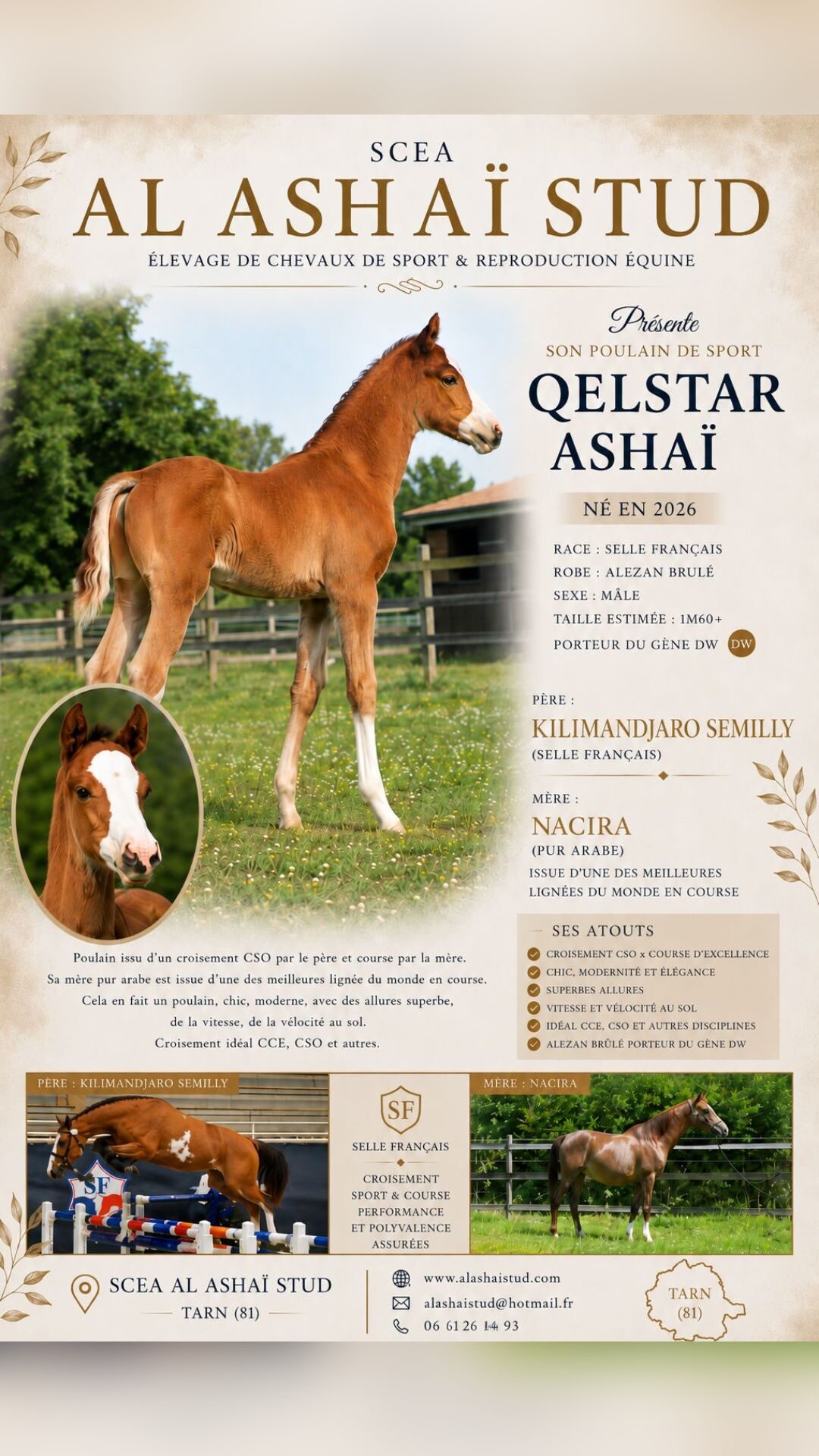 QELSTAR ASHAÏ, média 6