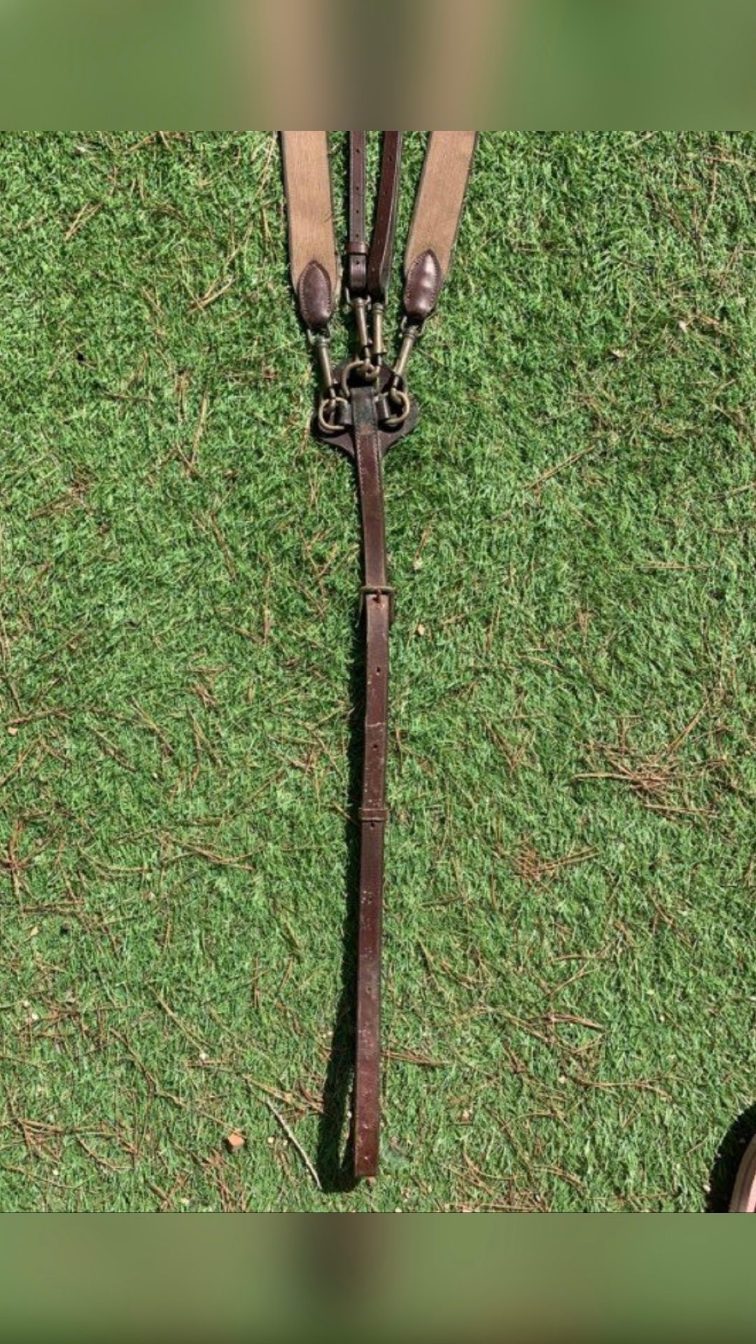 Collier de chasse avec martingale, média 5