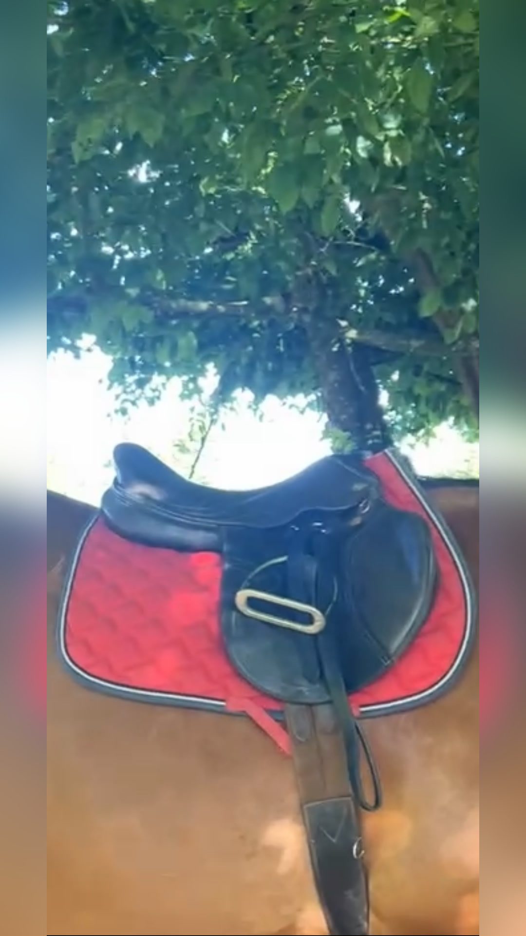 Selle, média 6