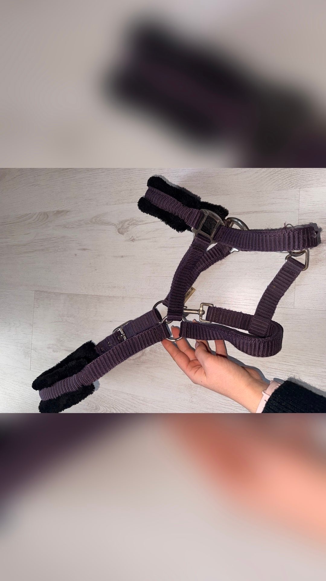 Licol aubergine, média 5