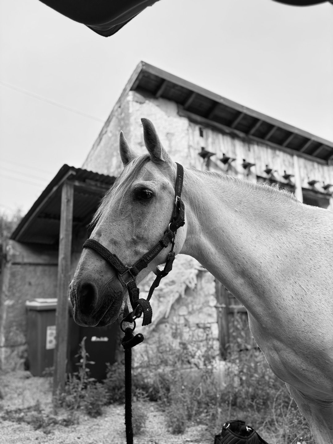 CAMARGUES ALIAS ATOS, média 2