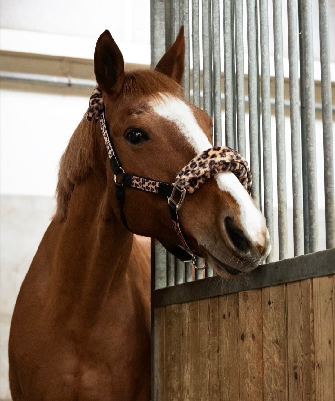 Licol Léopard COB, média 2