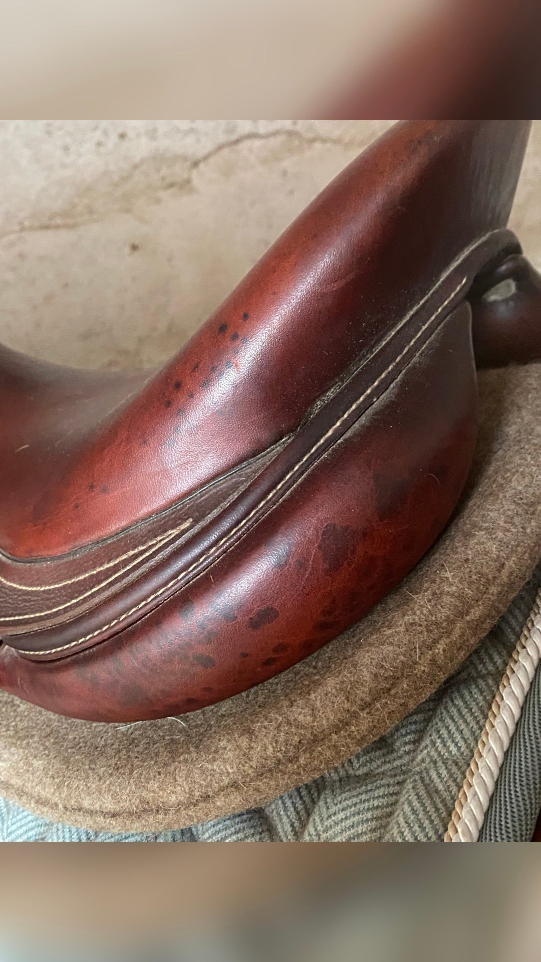 Selle à Antarès, média 6