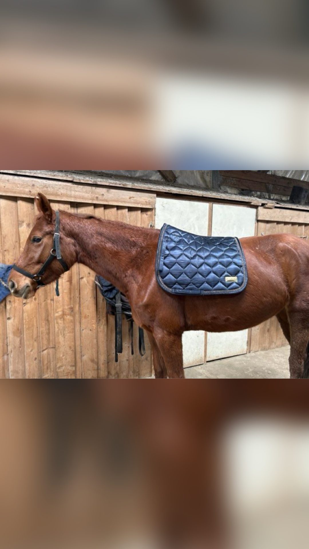Tapis de dressage, média 2